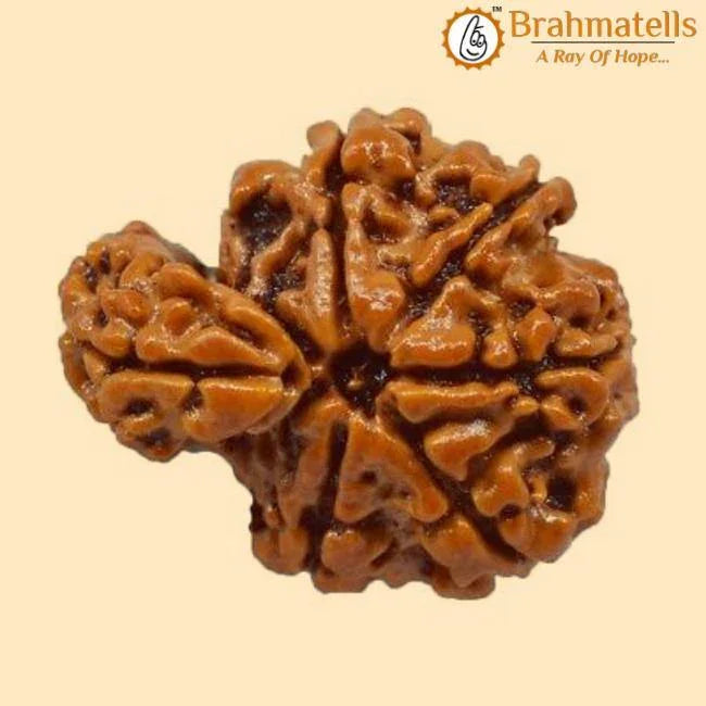 Savar Naag Rudraksha - Uniting Spiritual and Material Realms | Brahmatells - BrahmatellsStore