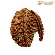 Savar Naag Rudraksha - Uniting Spiritual and Material Realms | Brahmatells - BrahmatellsStore