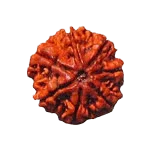 Seven Mukhi Rudraksha Bead - Wealth & Well-being | Brahmatells - BrahmatellsStore