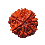 Seven Mukhi Rudraksha Bead - Wealth & Well-being | Brahmatells - BrahmatellsStore