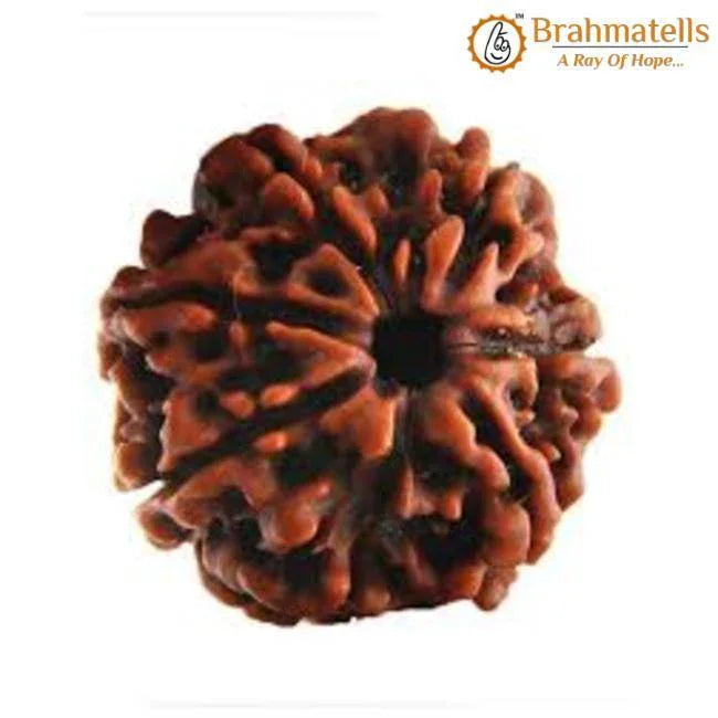 Seven Mukhi Rudraksha Bead - Wealth & Well-being | Brahmatells - BrahmatellsStore