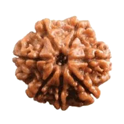 Seven Mukhi Rudraksha Bead - Wealth & Well-being | Brahmatells - BrahmatellsStore