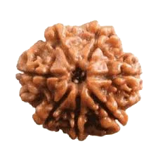 Seven Mukhi Rudraksha Bead - Wealth & Well-being | Brahmatells - BrahmatellsStore