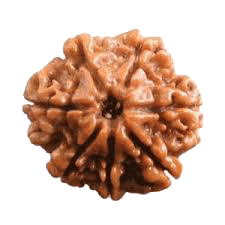 Seven Mukhi Rudraksha Bead - Wealth & Well-being | Brahmatells - BrahmatellsStore