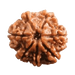 Seven Mukhi Rudraksha Bead - Wealth & Well-being | Brahmatells - BrahmatellsStore