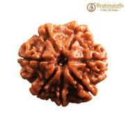 Seven Mukhi Rudraksha Bead - Wealth & Well-being | Brahmatells - BrahmatellsStore
