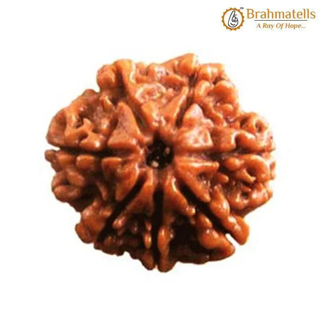 Seven Mukhi Rudraksha Bead - Wealth & Well-being | Brahmatells - BrahmatellsStore