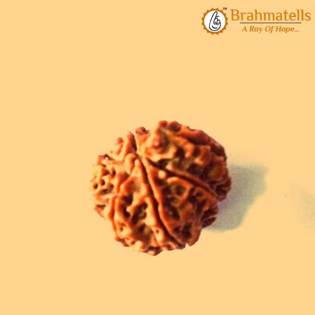 Seven Mukhi Rudraksha Bead - Wealth & Well-being | Brahmatells - BrahmatellsStore