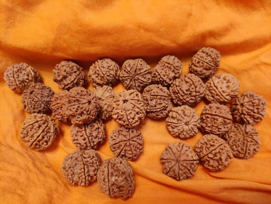 Seven Mukhi Rudraksha Bead - Wealth & Well-being | Brahmatells - BrahmatellsStore