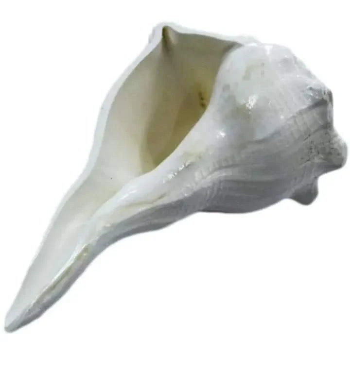 Shankh (Conch) - BrahmatellsStore