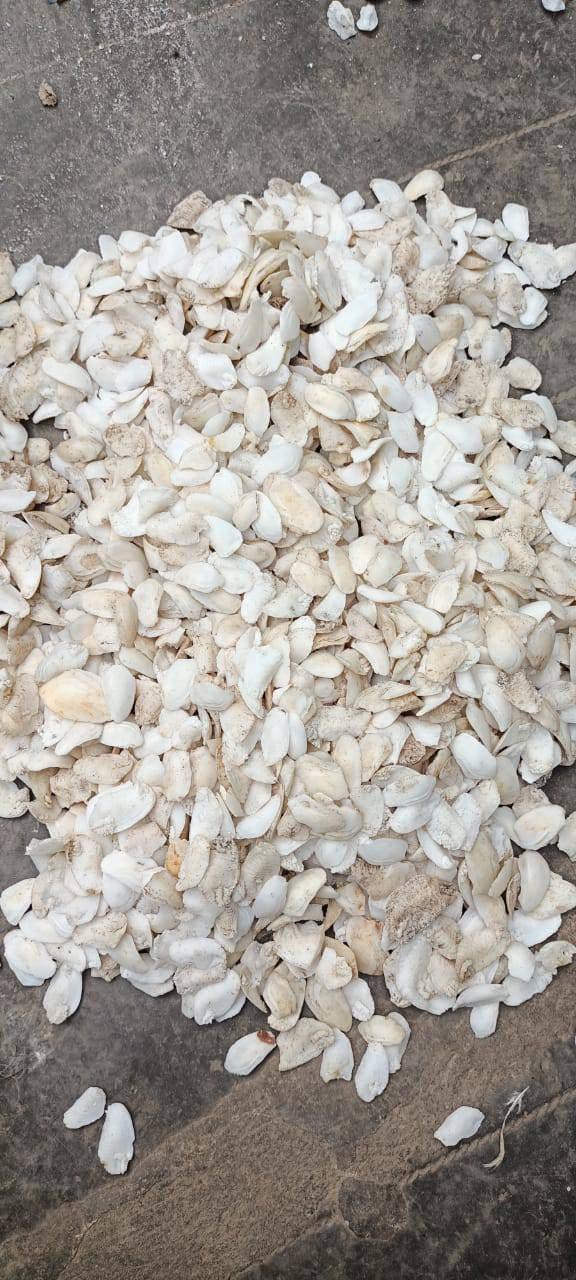 Shukra Mani Stone - BrahmatellsStore