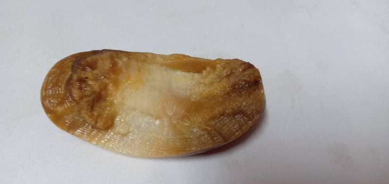 Shukra Mani Stone - BrahmatellsStore