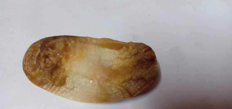 Shukra Mani Stone - BrahmatellsStore