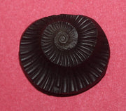 Sudarshan Shaligram Nepal Gandaki River Chakra - BrahmatellsStore