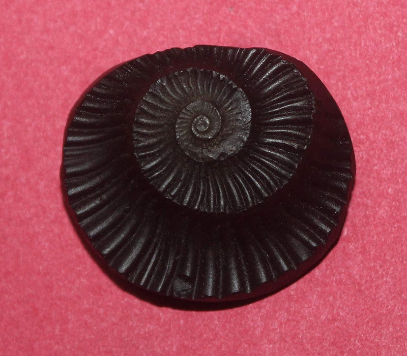 Sudarshan Shaligram Nepal Gandaki River Chakra - BrahmatellsStore