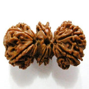 Trijuti Rudraksha Java - The Ultimate Symbol of Divine Unity | Brahmatells - BrahmatellsStore