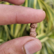 Trijuti Rudraksha Java - The Ultimate Symbol of Divine Unity | Brahmatells - BrahmatellsStore