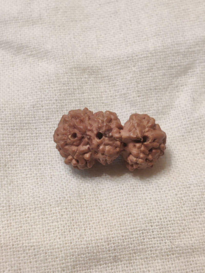 Trijuti Rudraksha Java - The Ultimate Symbol of Divine Unity | Brahmatells - BrahmatellsStore
