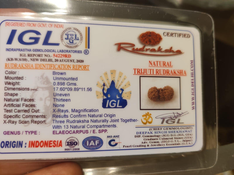 Trijuti Rudraksha Java - The Ultimate Symbol of Divine Unity | Brahmatells - BrahmatellsStore