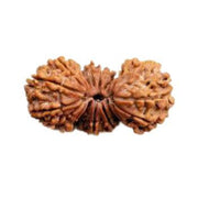 Trijuti Rudraksha Java - The Ultimate Symbol of Divine Unity | Brahmatells - BrahmatellsStore