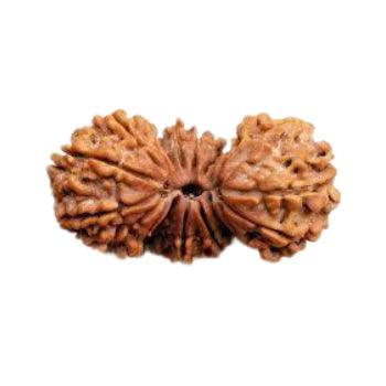 Trijuti Rudraksha Java - The Ultimate Symbol of Divine Unity | Brahmatells - BrahmatellsStore