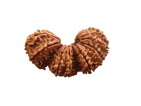 Trijuti Rudraksha Java - The Ultimate Symbol of Divine Unity | Brahmatells - BrahmatellsStore
