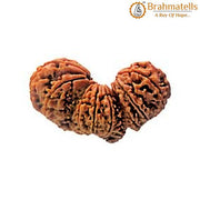 Trijuti Rudraksha Java - The Ultimate Symbol of Divine Unity | Brahmatells - BrahmatellsStore