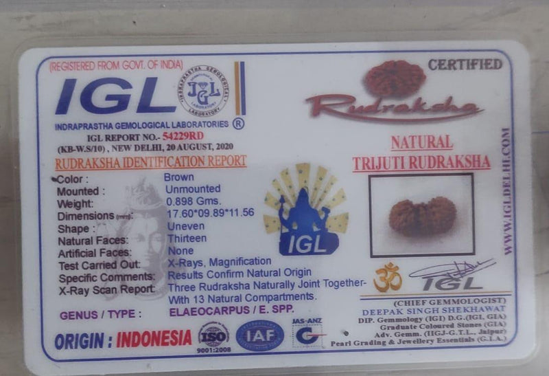 Trijuti Rudraksha Java - The Ultimate Symbol of Divine Unity | Brahmatells - BrahmatellsStore