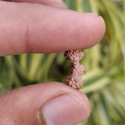 Trijuti Rudraksha Java - The Ultimate Symbol of Divine Unity | Brahmatells - BrahmatellsStore