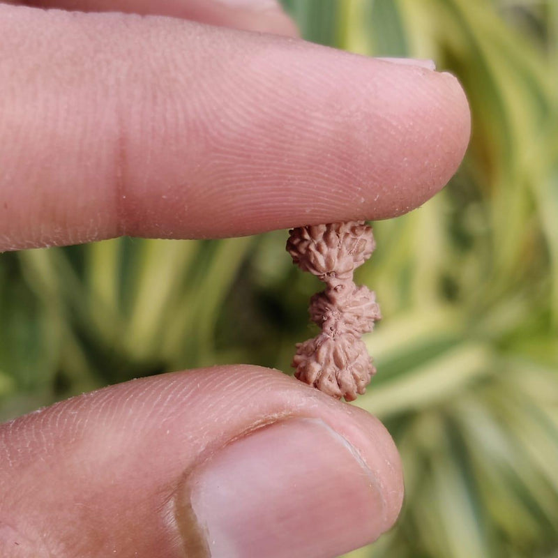 Trijuti Rudraksha Java - The Ultimate Symbol of Divine Unity | Brahmatells - BrahmatellsStore