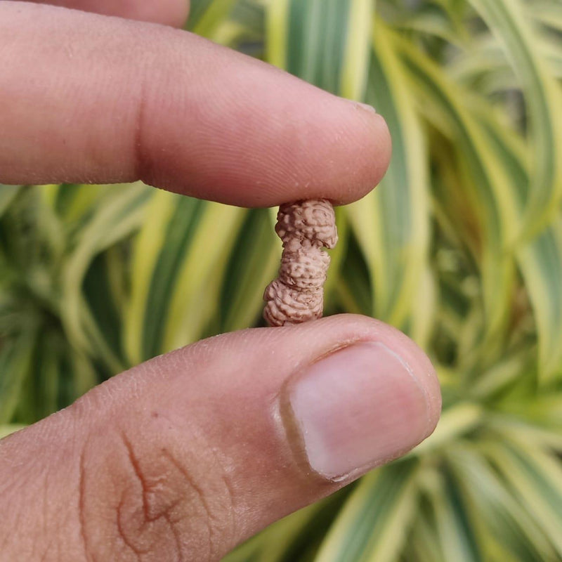 Trijuti Rudraksha Java - The Ultimate Symbol of Divine Unity | Brahmatells - BrahmatellsStore
