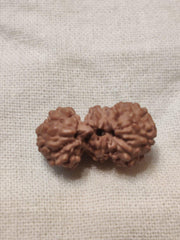 Trijuti Rudraksha Java - The Ultimate Symbol of Divine Unity | Brahmatells - BrahmatellsStore