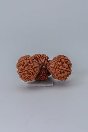 Trijuti Rudraksha - Uniting Cosmic Forces | Brahmatells - BrahmatellsStore