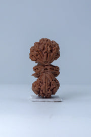 Trijuti Rudraksha - Uniting Cosmic Forces | Brahmatells - BrahmatellsStore