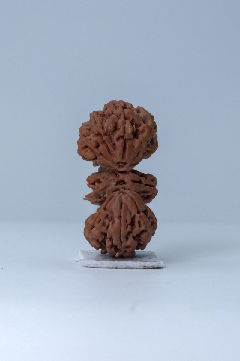 Trijuti Rudraksha - Uniting Cosmic Forces | Brahmatells - BrahmatellsStore