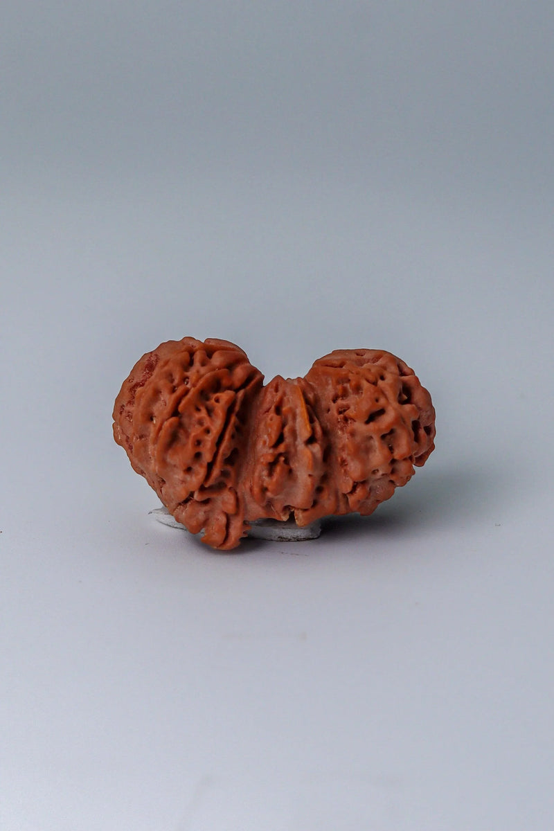 Trijuti Rudraksha - Uniting Cosmic Forces | Brahmatells - BrahmatellsStore