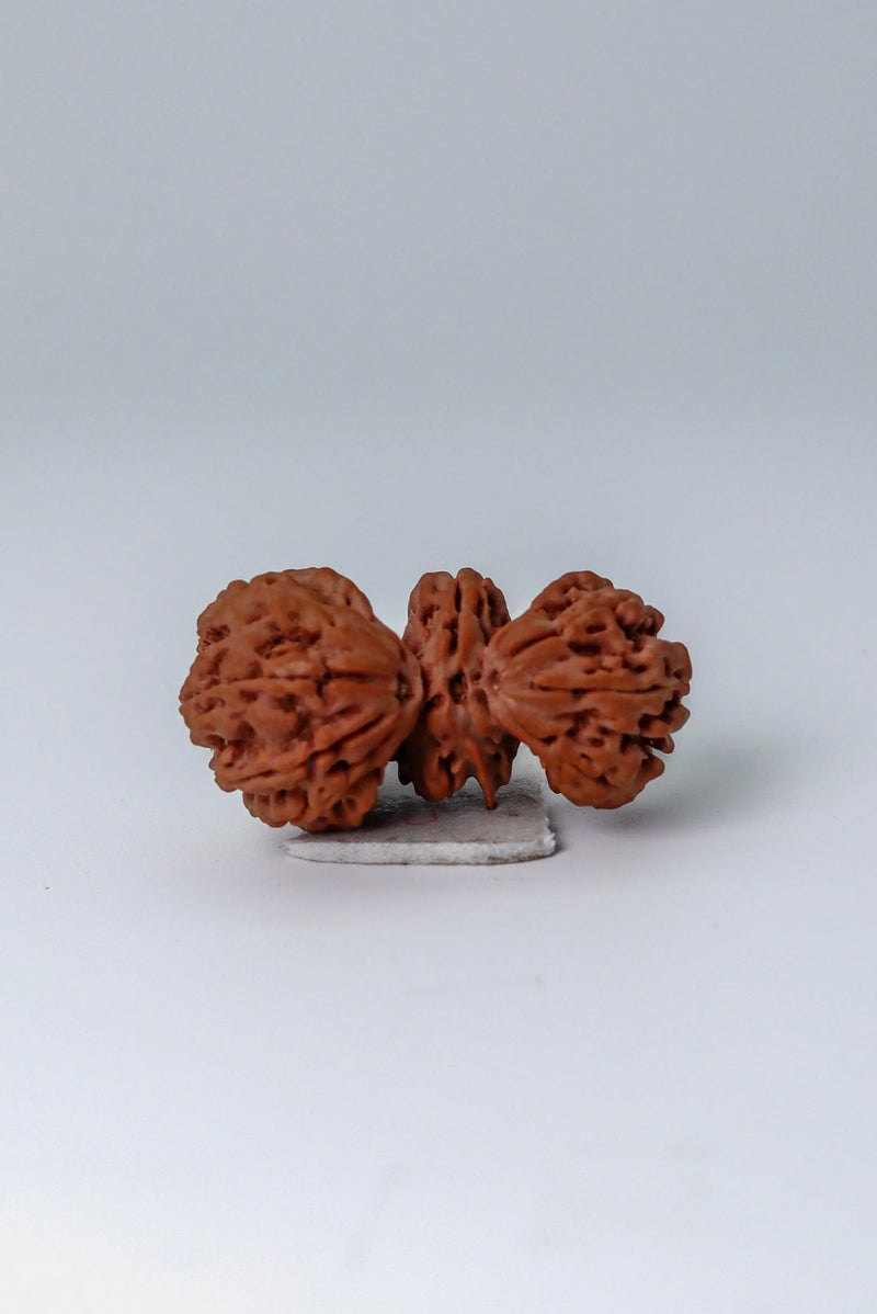 Trijuti Rudraksha - Uniting Cosmic Forces | Brahmatells - BrahmatellsStore