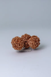 Trijuti Rudraksha - Uniting Cosmic Forces | Brahmatells - BrahmatellsStore