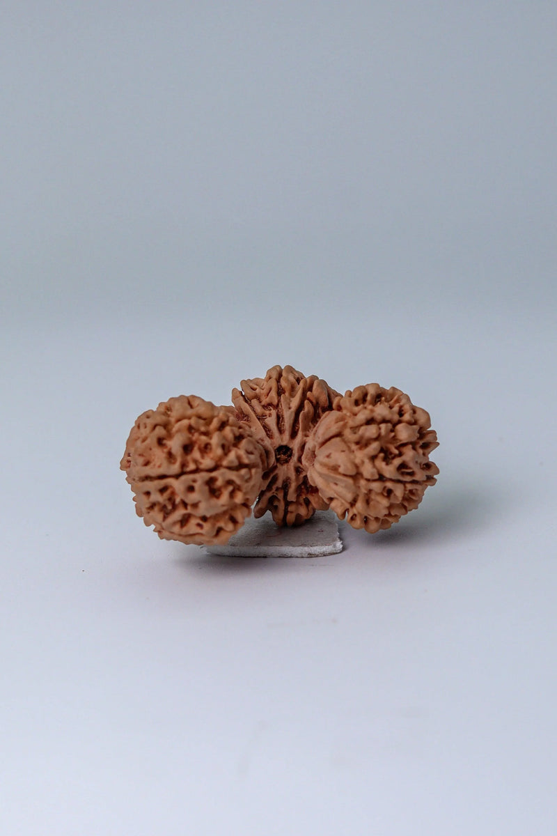 Trijuti Rudraksha - Uniting Cosmic Forces | Brahmatells - BrahmatellsStore