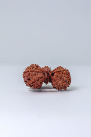 Trijuti Rudraksha - Uniting Cosmic Forces | Brahmatells - BrahmatellsStore