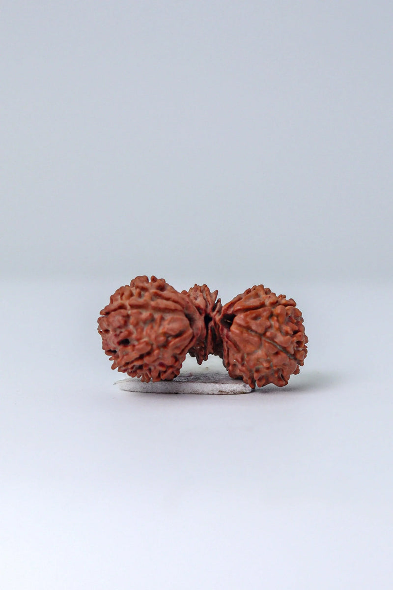 Trijuti Rudraksha - Uniting Cosmic Forces | Brahmatells - BrahmatellsStore