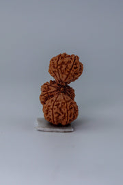 Trijuti Rudraksha - Uniting Cosmic Forces | Brahmatells - BrahmatellsStore
