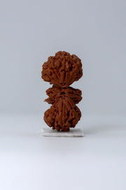 Trijuti Rudraksha - Uniting Cosmic Forces | Brahmatells - BrahmatellsStore