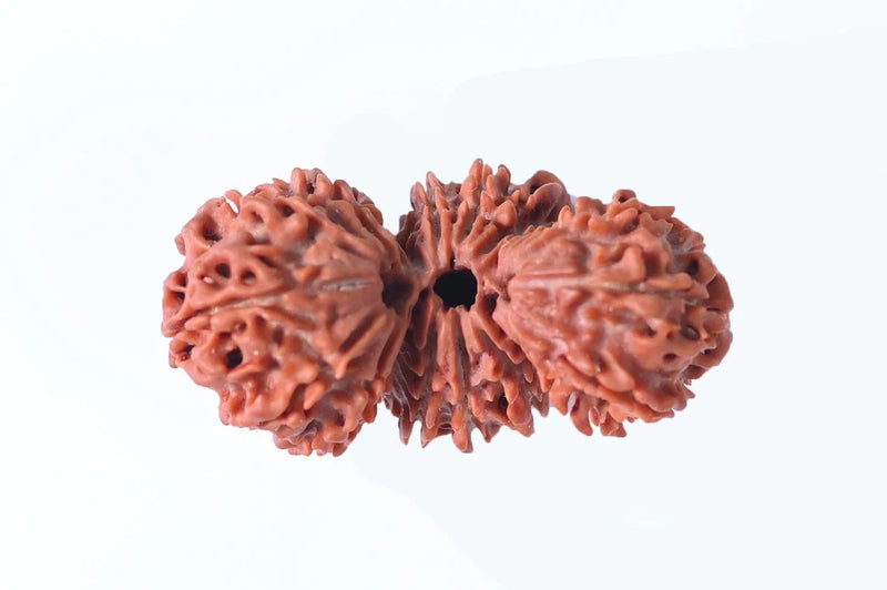 Trijuti Rudraksha - Uniting Cosmic Forces | Brahmatells - BrahmatellsStore