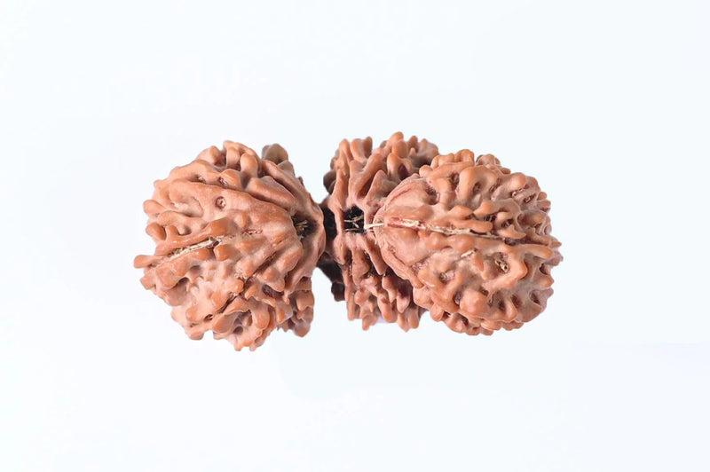 Trijuti Rudraksha - Uniting Cosmic Forces | Brahmatells - BrahmatellsStore