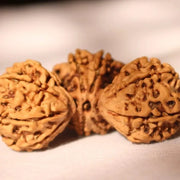 Trijuti Rudraksha - Uniting Cosmic Forces | Brahmatells - BrahmatellsStore