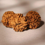 Trijuti Rudraksha - Uniting Cosmic Forces | Brahmatells - BrahmatellsStore