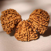 Trijuti Rudraksha - Uniting Cosmic Forces | Brahmatells - BrahmatellsStore