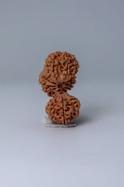 Trijuti Rudraksha - Uniting Cosmic Forces | Brahmatells - BrahmatellsStore