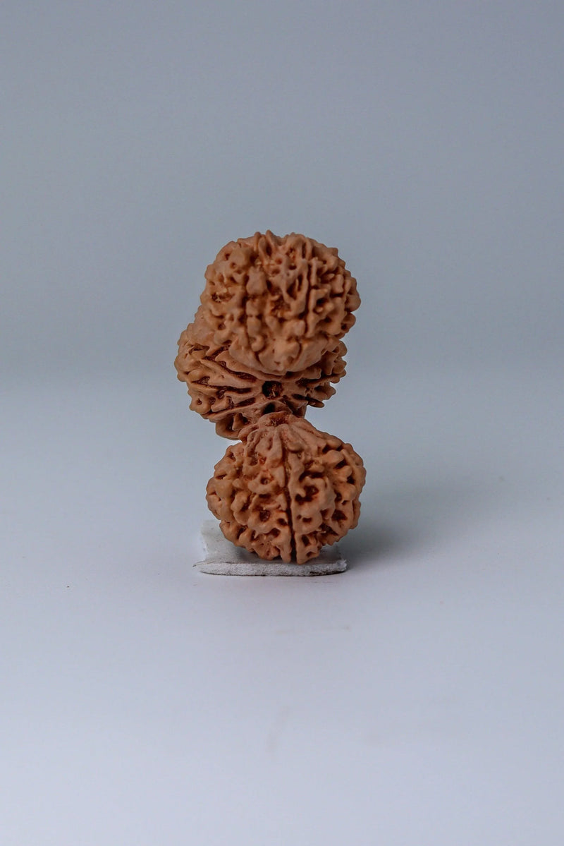 Trijuti Rudraksha - Uniting Cosmic Forces | Brahmatells - BrahmatellsStore